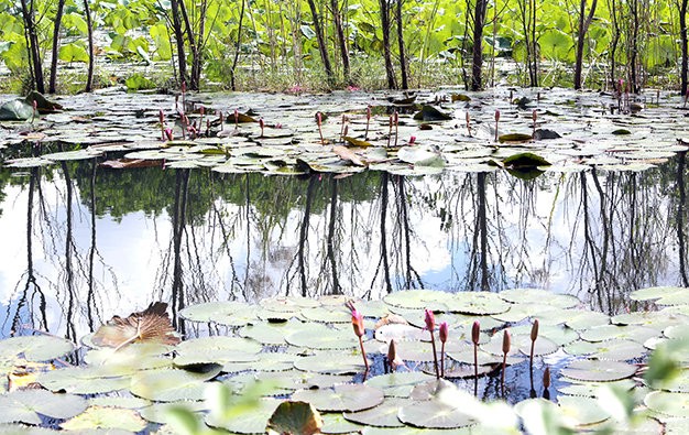 Yen stream in water lilies blooming season - ảnh 5